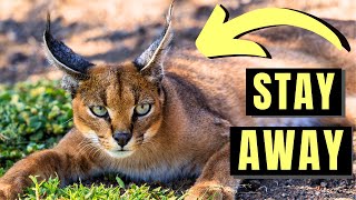 CARACAL  The MOST DANGEROUS Domesticated Cat In the World [upl. by Nador879]