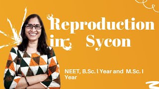 Reproduction in Sycon BSc l Year MSc I Year and NEET  Dr Ranjana Gupta [upl. by Verena]