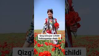 Lolaqizg‘aldoq  layk bosib koment yozamiz🥰 shorts short reel reels rek video kino bahor [upl. by Nedaj881]