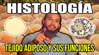 TEJIDO ADIPOSO Mucho más que una Reserva de Energía  Histología [upl. by Anadal]