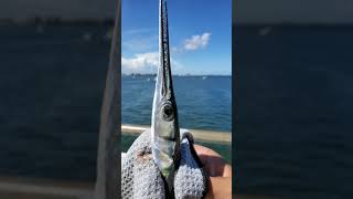 Needlefish Houndfish at Phil Foster Park Blue Heron Bridge Florida [upl. by Nocaj]