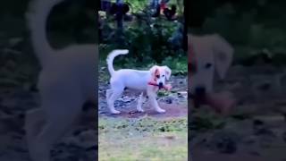 Dhoki bacche mere ladle Gaya 😅😂 funny reels trendingreels viralvideo shortsfeed funnycomedy [upl. by Ahsiekal]