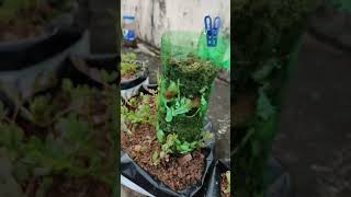 How to make compost from kitchen waste in 10 days  Compost in plastic bottle [upl. by Harbird]