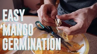 How To Germinate A Mango Pit the FAST Way [upl. by Anirtal]