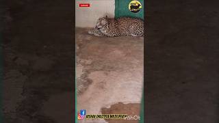 Leapard roaranimals wildlife trending jambuzoonationalgeographic leopard leapords roar zoo [upl. by Savadove]