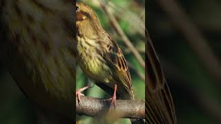 Amazing facts about Yellowhammer shorts [upl. by Masha]