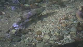 Chum Salmon [upl. by Isia]