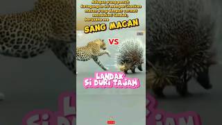 Keberuntungan yang tidak memihak sang macan macan vs landak shrots animals wildlife [upl. by Nedah]