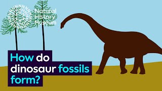 How do dinosaur fossils form  Natural History Museum [upl. by Rennob]