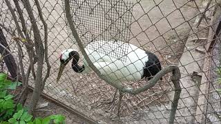 Red crowned crane [upl. by Rauscher]