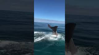 Dont Miss Out on This Fin Whale Encounter That Will Leave You SPEECHLESS brainquestexplores [upl. by Darelle148]