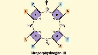 Biosynthesis of Heme porphyrin ring  Heme [upl. by Hannahsohs]