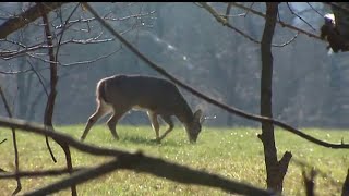 FULL INTERVIEW  PA Game Commission discusses round 3 antlerless deer licenses [upl. by Latnahc]