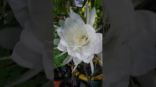 Why does Brahma Kamal bloom only at nightflowers song [upl. by Dara396]