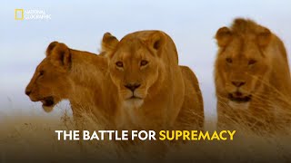 The Lion Wars Begin  Worlds Deadliest  हिंदी  Full Episode  S1  E1  Nat Geo Wild [upl. by Ykcim]