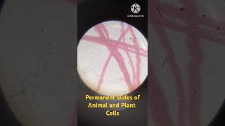 Permanent slides of Animal and Plant cells  Bone muscle stem and onion 🧅 cells😲 [upl. by Gibrian427]