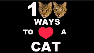 100 Ways To Love A Cat Ways 1100 [upl. by Daht]