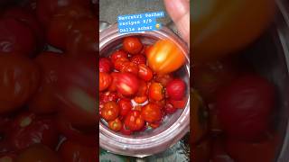 89 Dalle achar 🌶️😋 Navratri 9 achar recipes challenge fyp dalle food achar recipe shorts [upl. by Neraa]