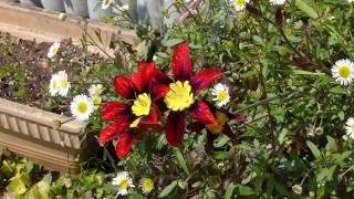 Timelapse Sparaxis tricolor flowers [upl. by Fredie298]