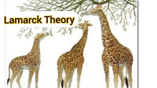 Lamarck Theory of Inheritance of Acquired Characteristics ChapterEvolution Class12Biology [upl. by Greysun]