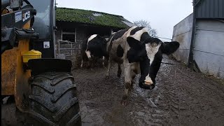 MUCKING OUT COWS AND CALVES [upl. by Rube]