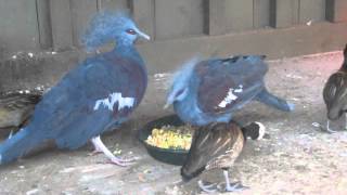 Blue Crowned Pigeon Vocalization [upl. by Divan]