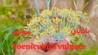 Foeniculum vulgare I باديان I سونف I Hakim Mohd Afsahul Kalam I AsfiUnimedica I Unani [upl. by Maxia]