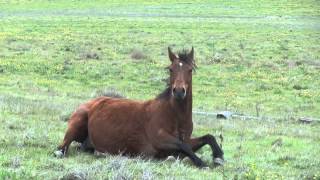 Very pregnant horse [upl. by Standing]