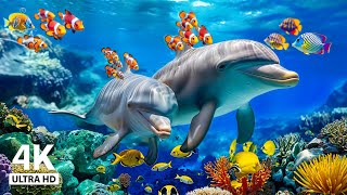 NEW 3H Stunning 4K Underwater Wonders  Relaxing Music Coral Reefs Fish amp Colorful Sea Life [upl. by Atirahs]