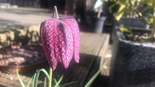 Fritillaria Meleagris the snake’s head fritillary a longer look at these pretty Spring bulbs [upl. by Goat971]