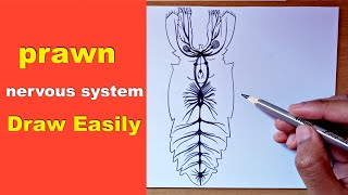 how to draw prawn nervous system  prawn nervous system diagram  prawn nervous system drawing [upl. by Eyllib]