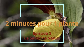 2 minutes pour 1 plante episode 3  le Sabot de Vénus [upl. by Etnoled561]