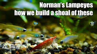 Normans Lampeyes  How we built a shoal of these [upl. by Fabiola399]