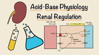 Acid Base Physiology  Part Three  Renal Regulation  Acidification of Urine  Renal Physiology [upl. by Schapira]