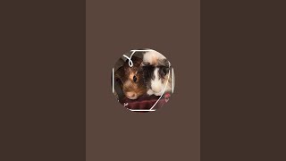 Guineadadampmom is live [upl. by Stormie]