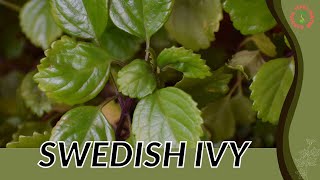 SWEDISH IVY Information and Growing Tips Plectranthus verticillatus [upl. by Eissim]