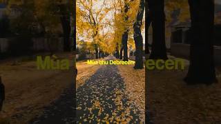 Mùa Thu ở Debrecen Hungary fall debrecen hungary [upl. by Edson]