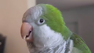 Quaker parrot talking to much [upl. by Mihcaoj858]