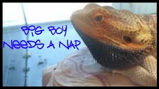 Spoiled Bearded Dragon Throws Tantrum  please subscribe [upl. by Auoh816]