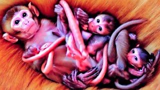 OMG Baby monkey Play so happy  Nice Clip Baby Monkey  Monkey Willam [upl. by Pollock]