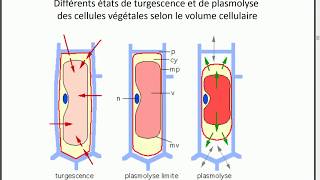 turgescence et plasmolyse PARTIE 7 [upl. by Lev]