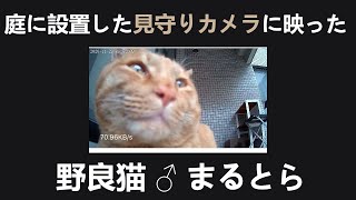 来たよ！とアピールする野良猫ｗ見守りカメラにドアップで映り込む猫 Im hereStray cat to appeal [upl. by Pettit]