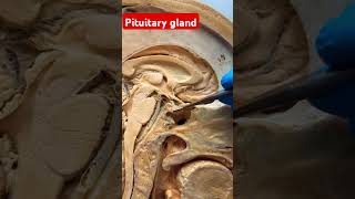 Pituitary gland [upl. by Anthiathia]