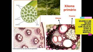 3 Xilema Primário 35 [upl. by Notsnarc618]