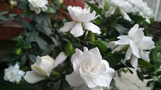 How To Make Gardenia Plant Produce More Buds And Blooms All Year Round [upl. by Meeks733]