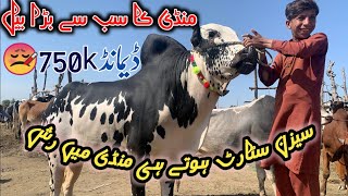 gondal mandi today latest update 2024 ll fateh jangi bulls rate Qurbani 2024 ll Jamil tv ll [upl. by Beatty]