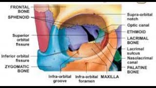 Anatomy of the Orbital cavity Definition Medial boundaries Lateral boundary Roof boundary floor [upl. by Siroved]