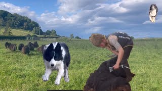 Two border collies herding sheep amp sheep shearing [upl. by Balliett]