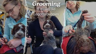 Grooming Lagotto puppies [upl. by Yruok336]