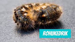 Rohukedrik Euthrix potatoria Drinker  Eesti loodus [upl. by Retswerb]